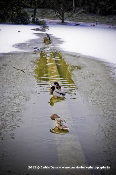 2012 canards lac gele