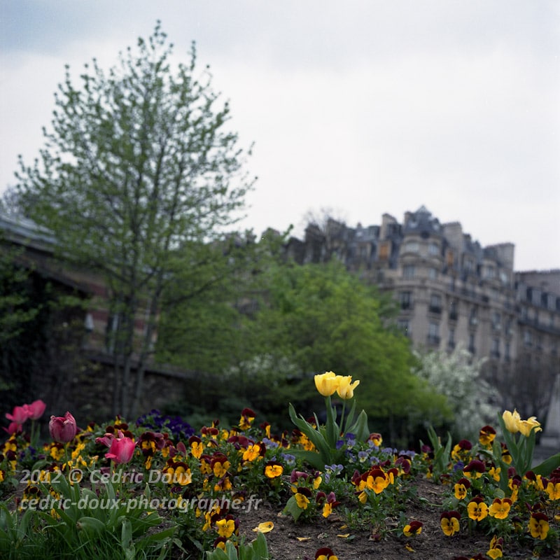 Le printemps parisien... les fleurs éclairent les parcs