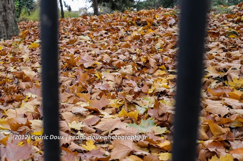 Autome : les feuilles tapissent le sol du parc