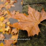 Automne, une feuille s'envole