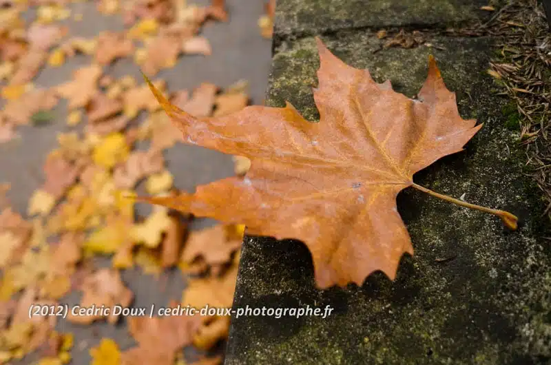Automne, une feuille s'envole