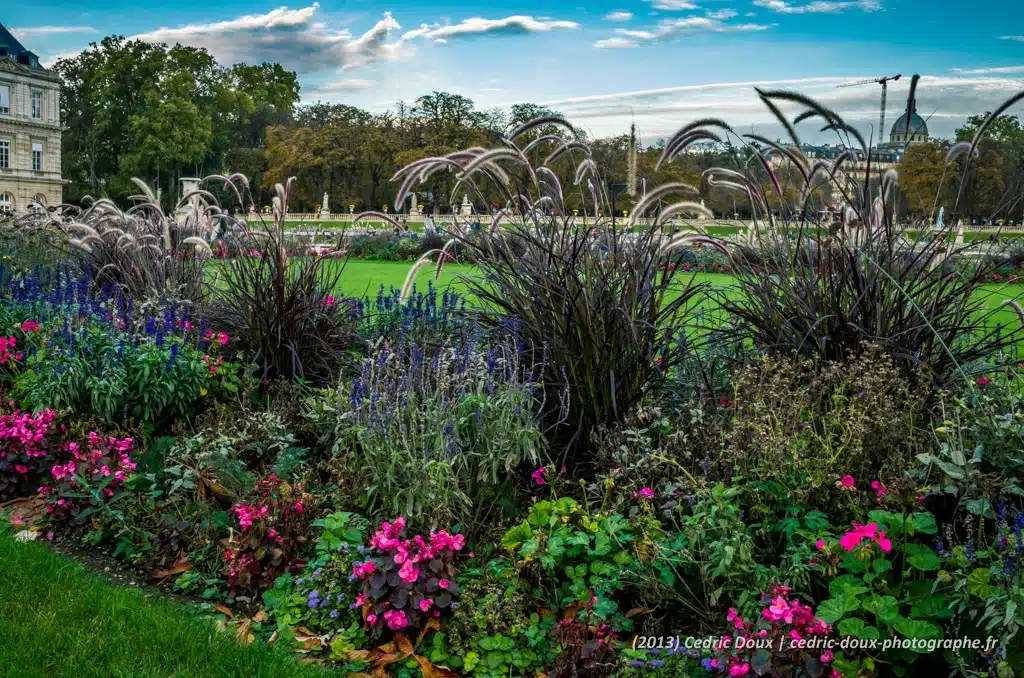 Les fleurs du jardin du Luxembourg