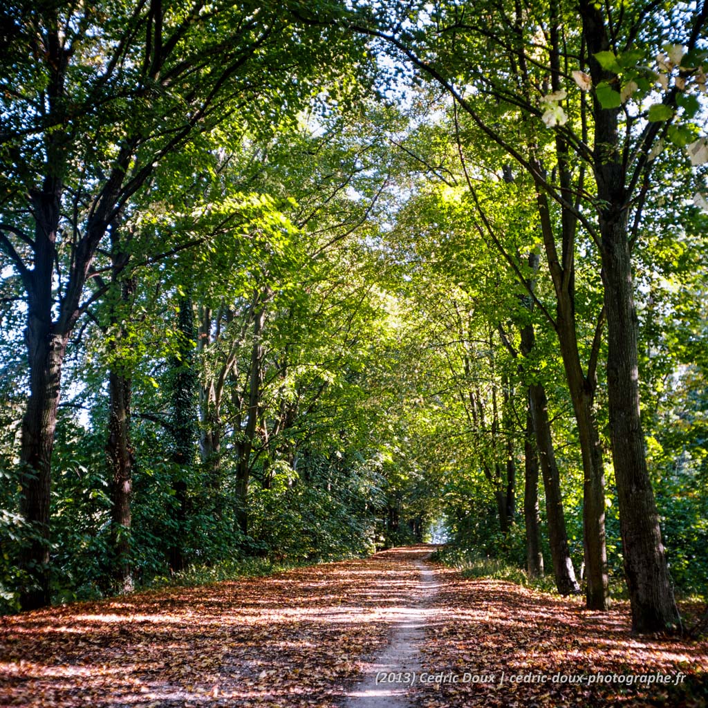 Marcher dans la forêt