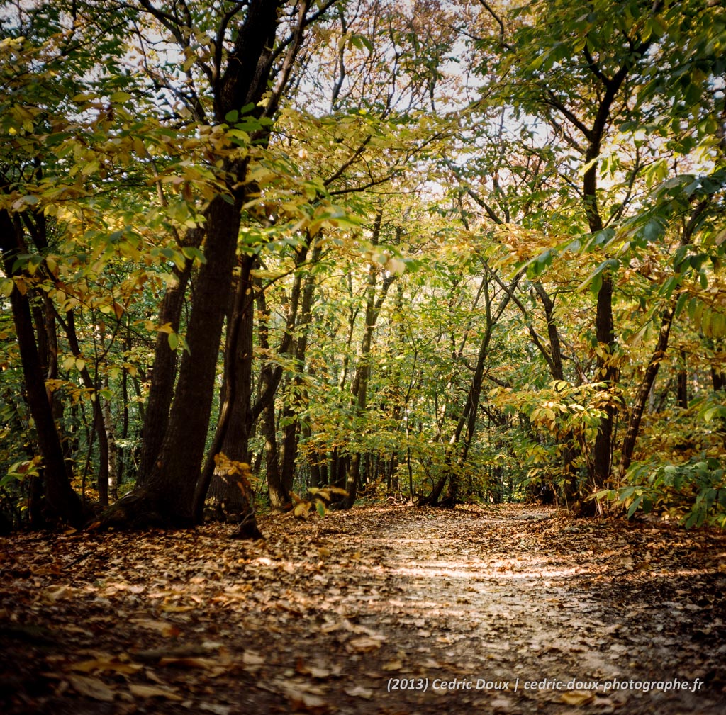 La forêt en automne