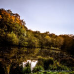 Reflets d'automne sur l'étang de la forêt de Meudon