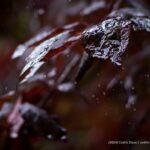 Météo humide sur les feuilles