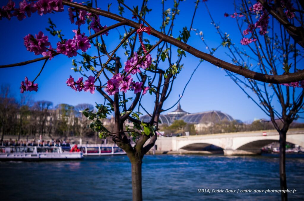 Au bord de la Seine, les arbres fleurissent