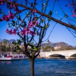 Au bord de la Seine, les arbres fleurissent