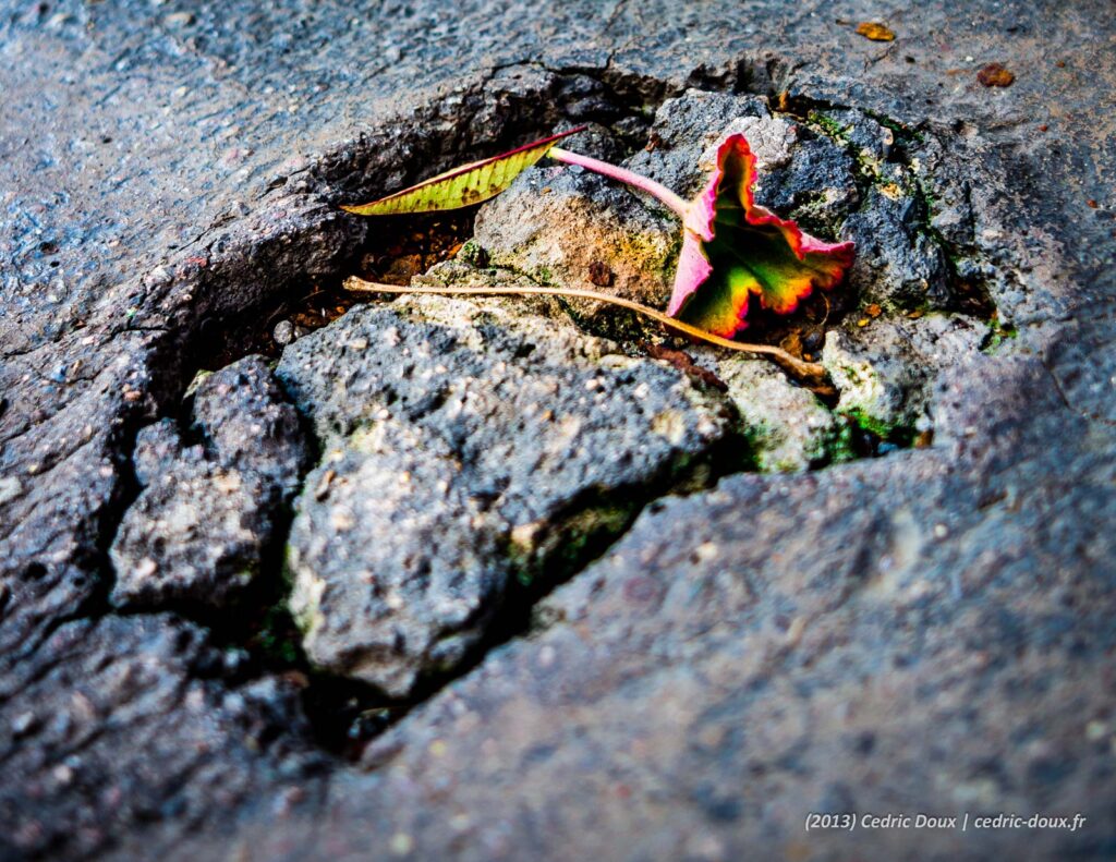 Nouvelle série photo d'Art : "Détails urbains" 2 La fleur pousse dans le goudron