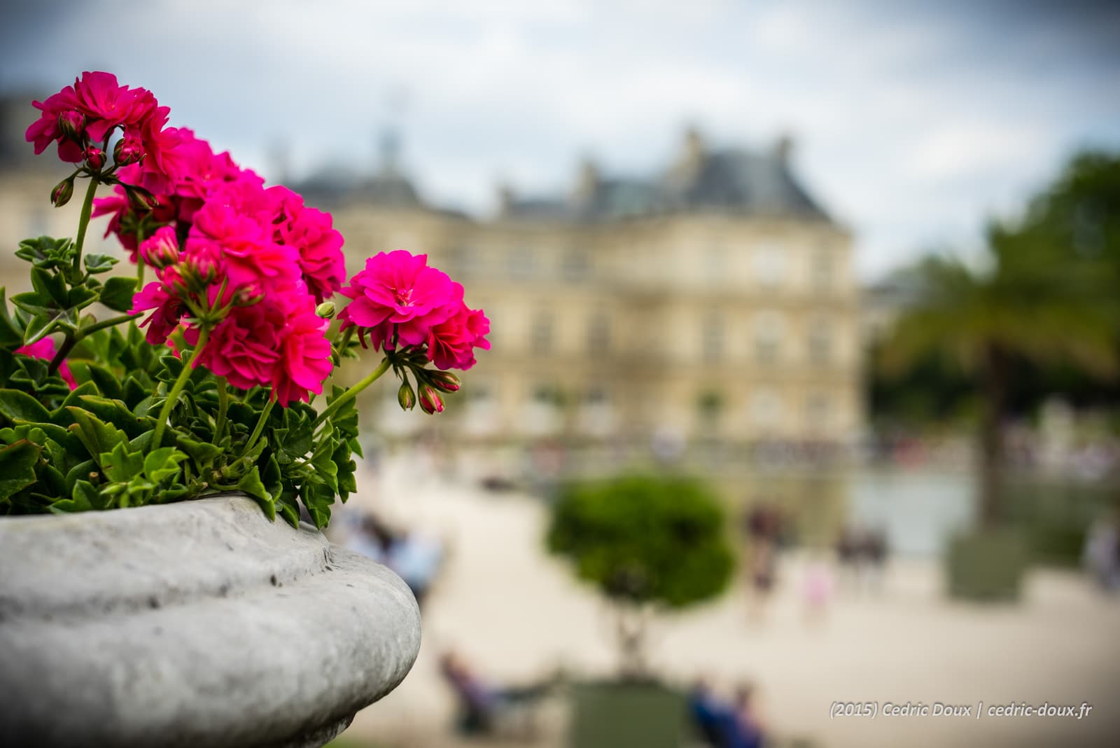 Les fleurs du Jardin du Luxembourg